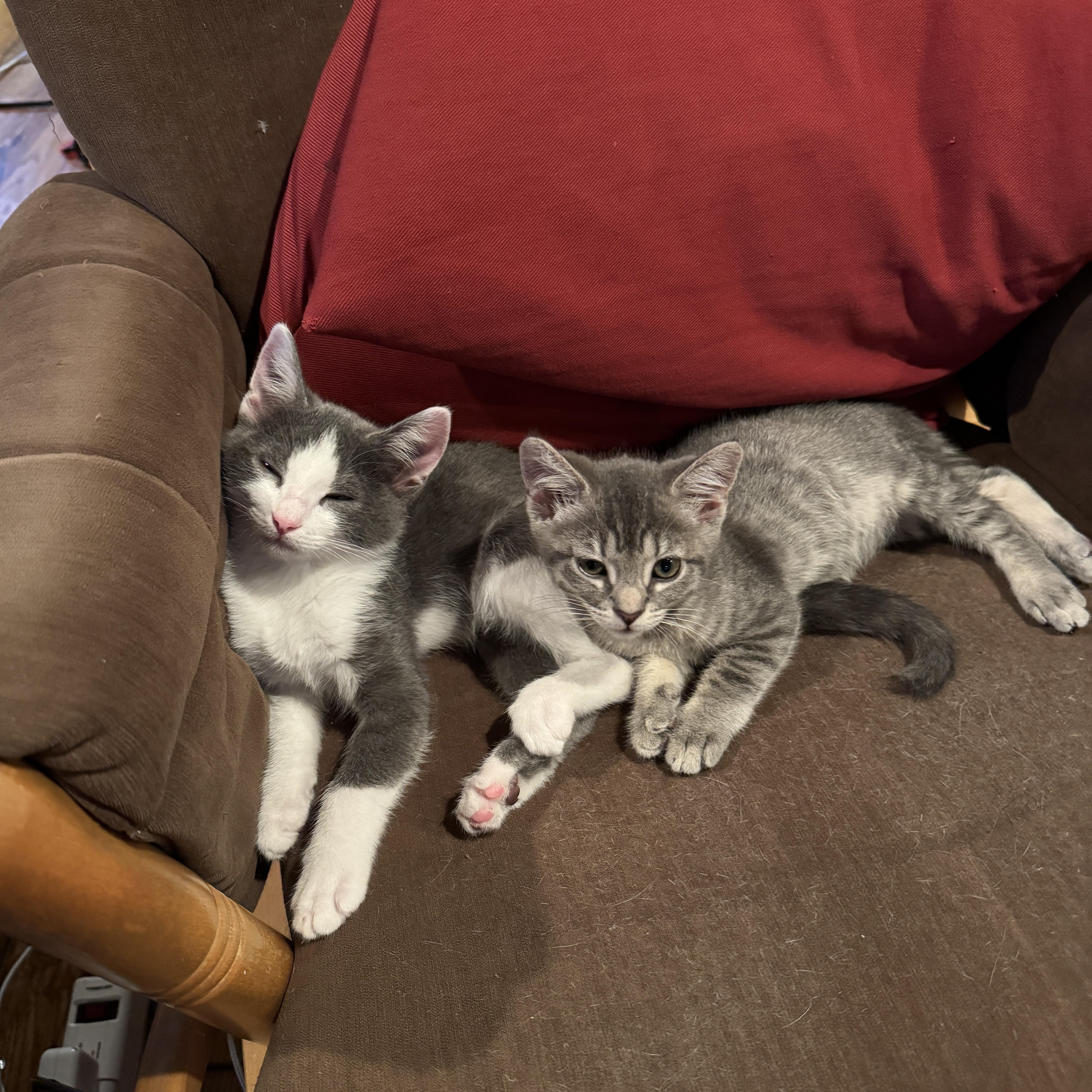 Nini, a ADOPTABLE Domestic Short Hair in Woodinville, WA image 3/5