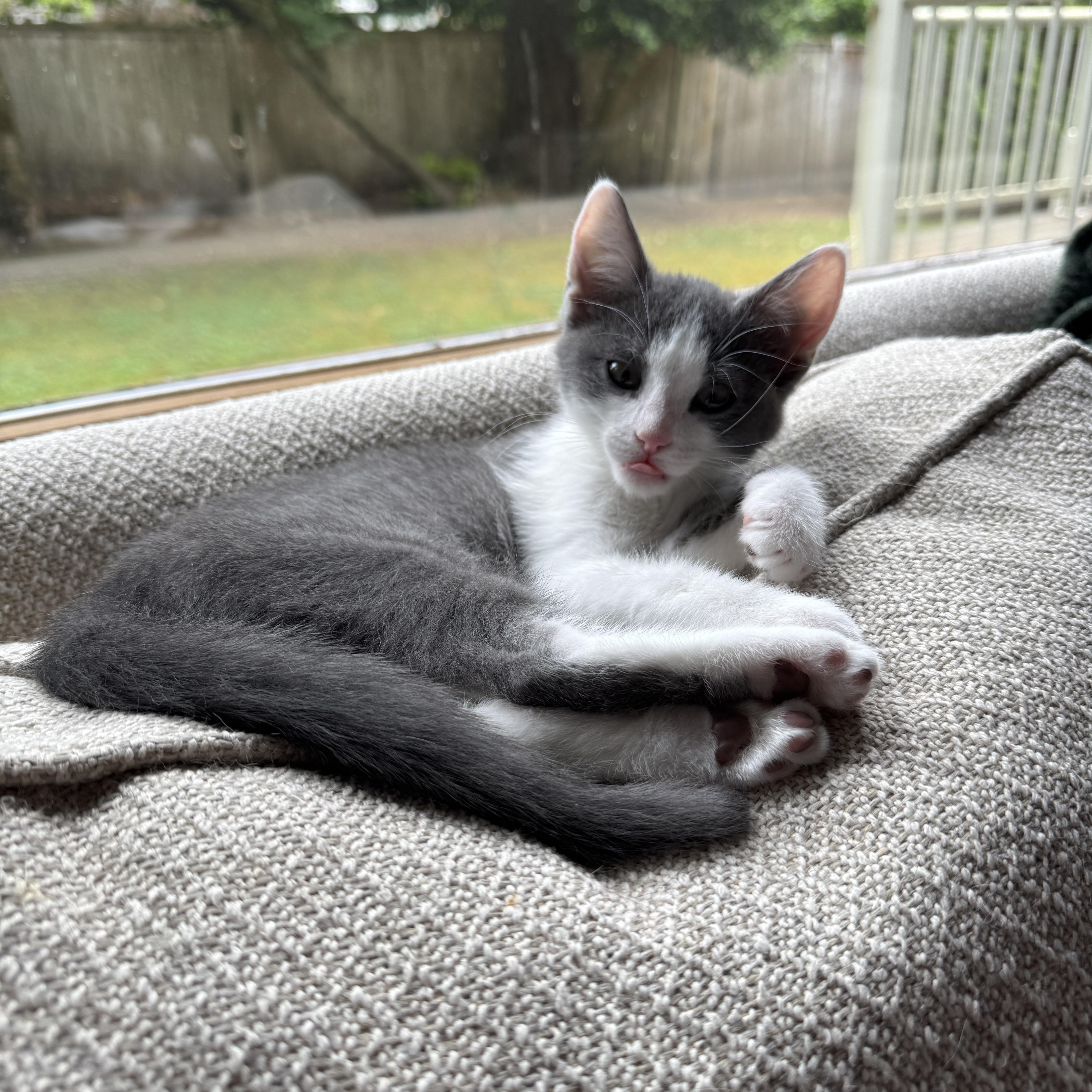 Nini, ADOPTABLE, Kitten Female Domestic Short Hair.