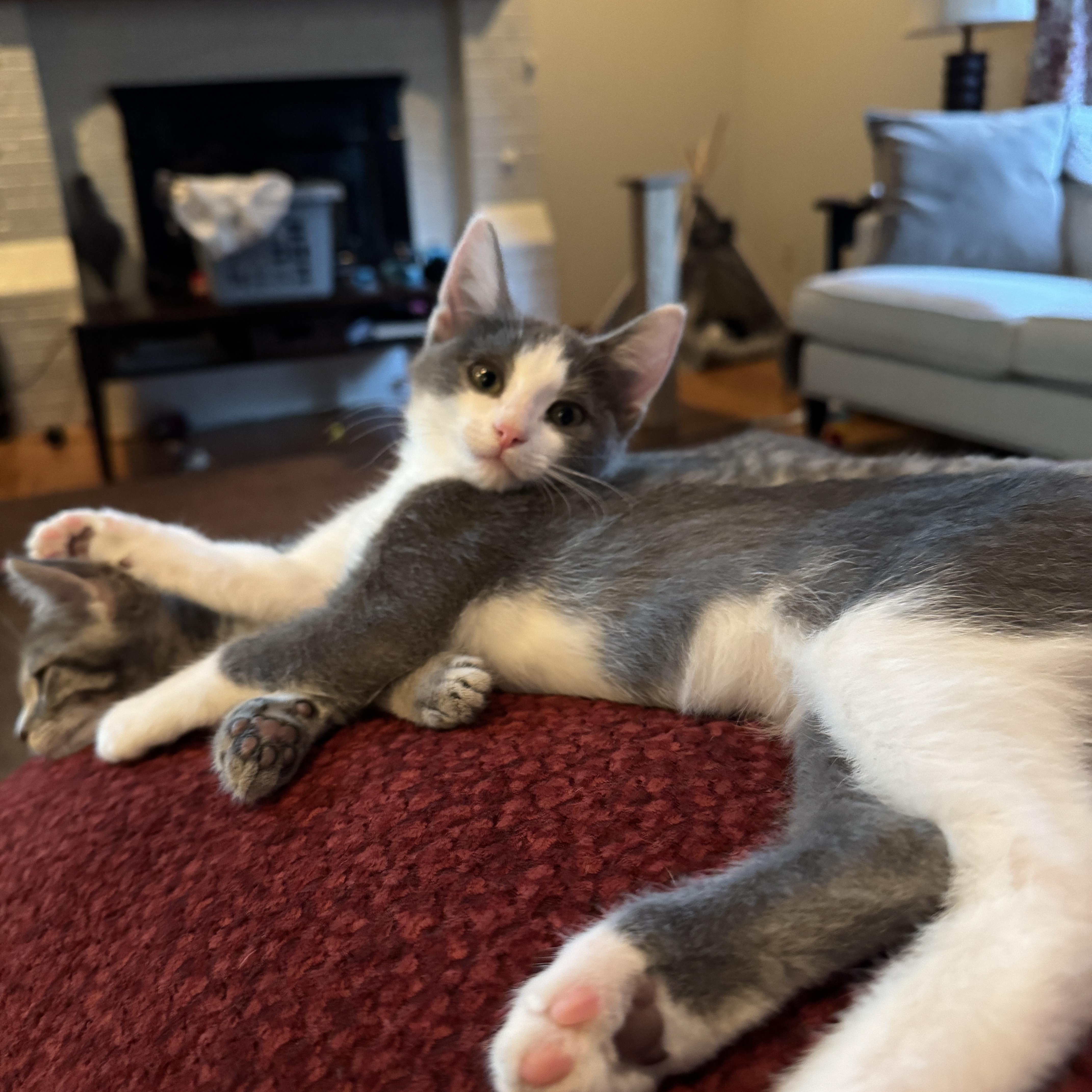 Nini, a ADOPTABLE Domestic Short Hair in Woodinville, WA image 2/5