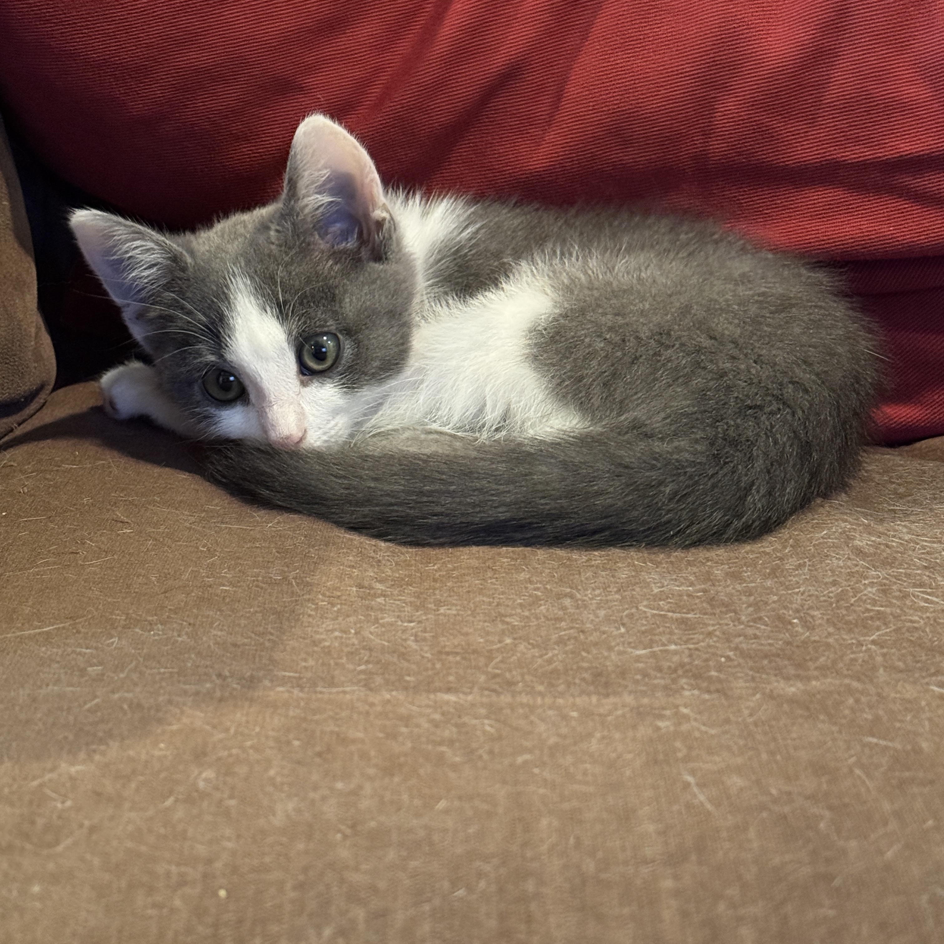 Nini, a ADOPTABLE Domestic Short Hair in Woodinville, WA image 5/5