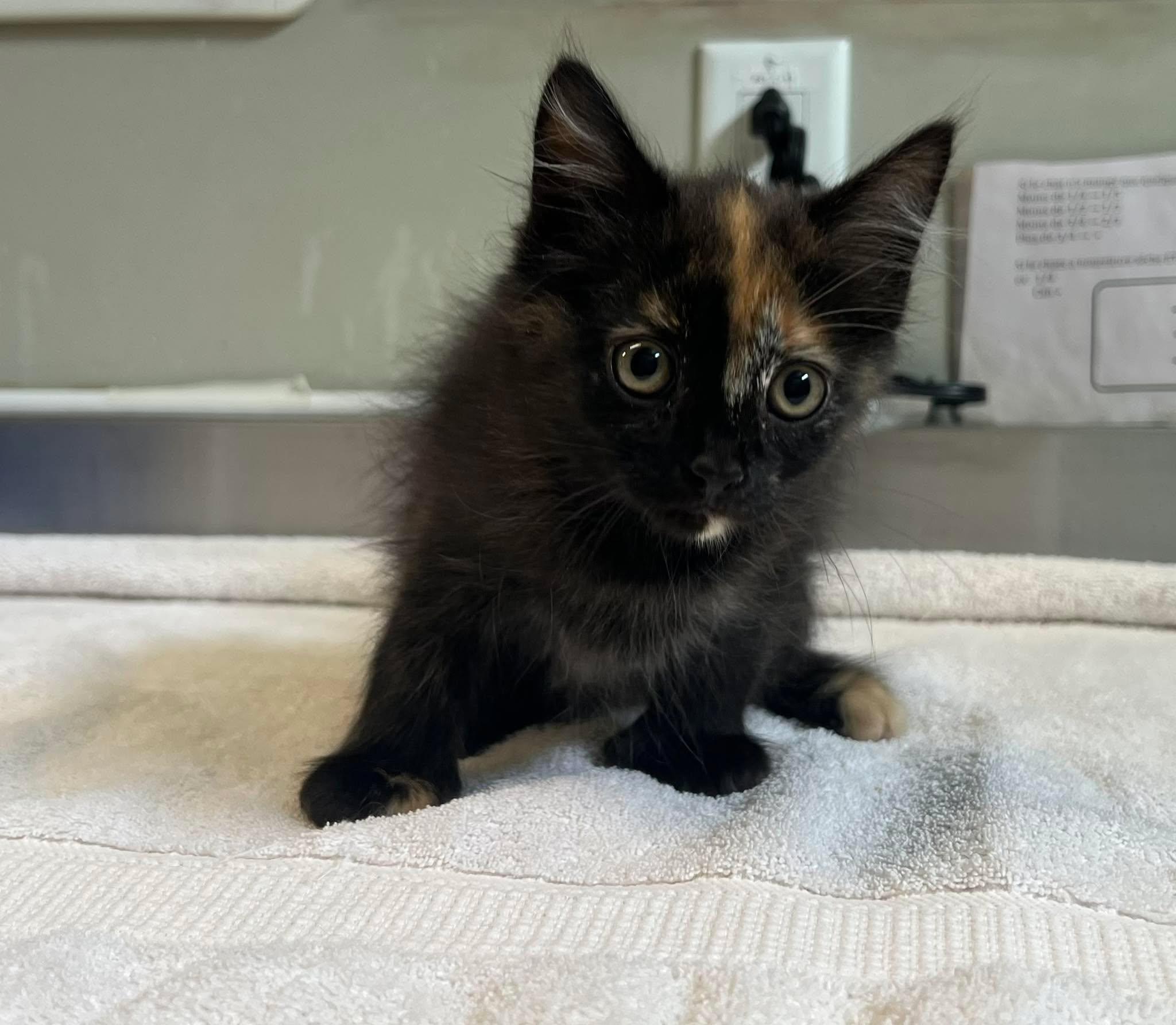 Capucine, adopted, Young Female Domestic Medium Hair.