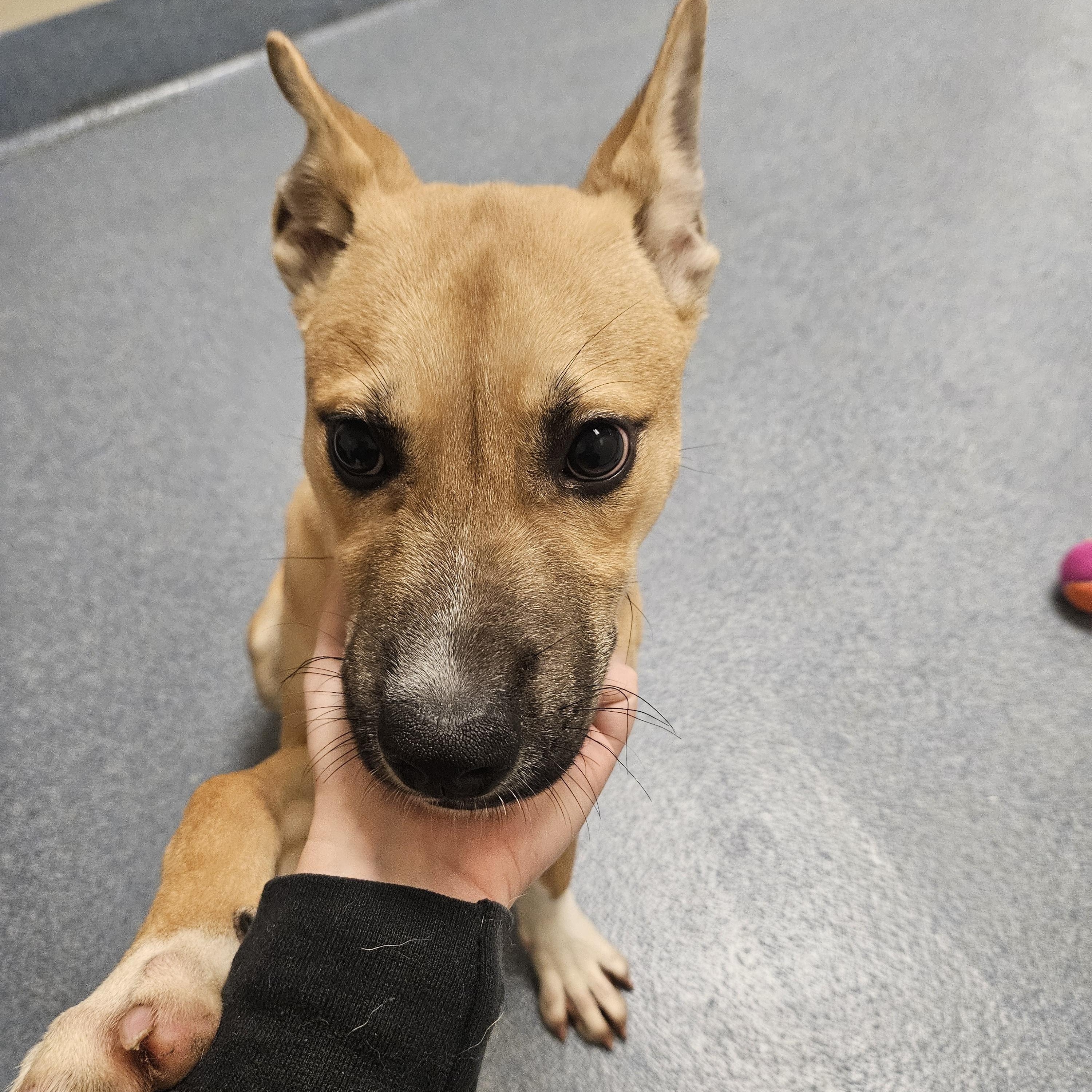 Enlarge Vance, a ADOPTABLE mixed breed in Suffolk, VA image 4/5