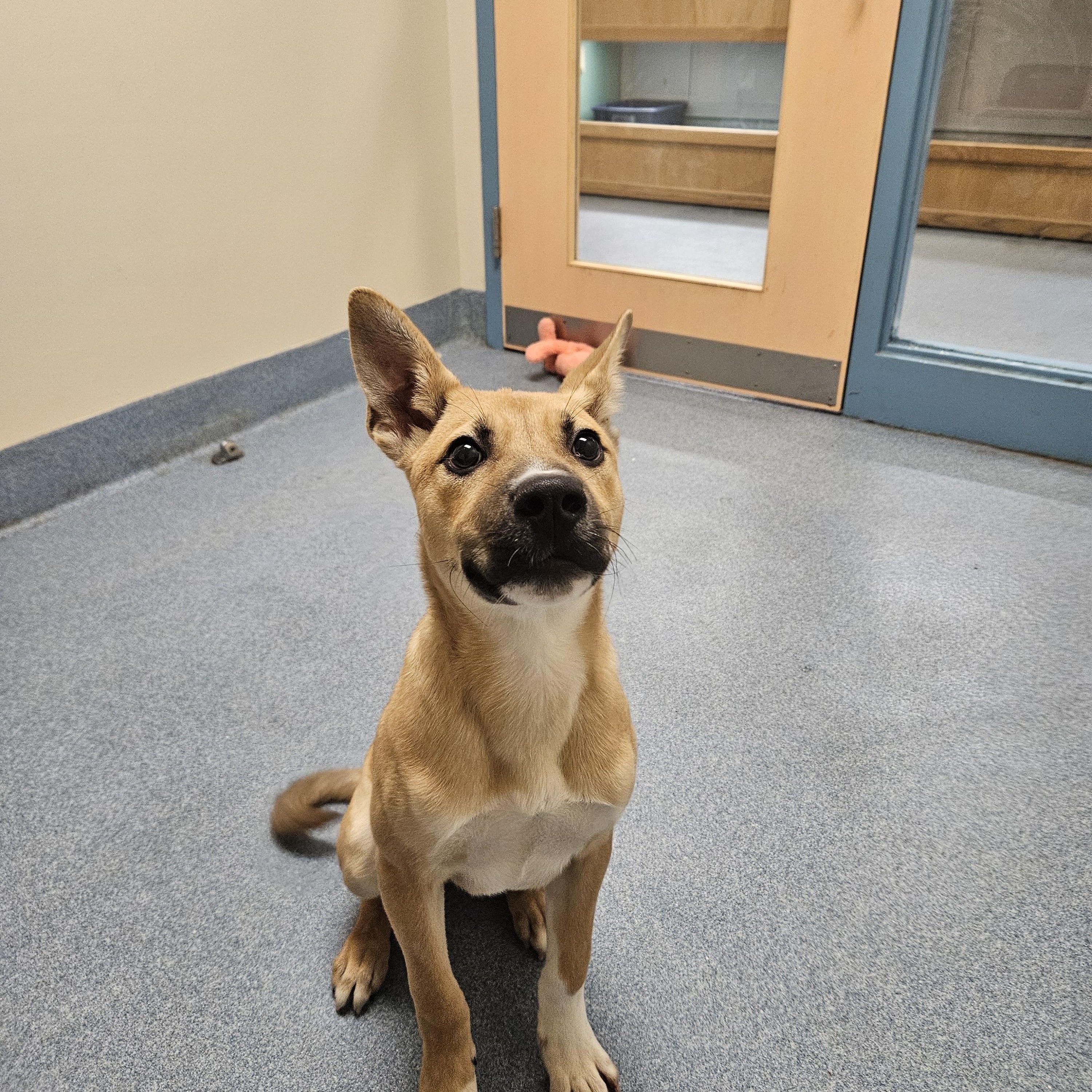 Vance, ADOPTABLE, Puppy Male Siberian Husky.