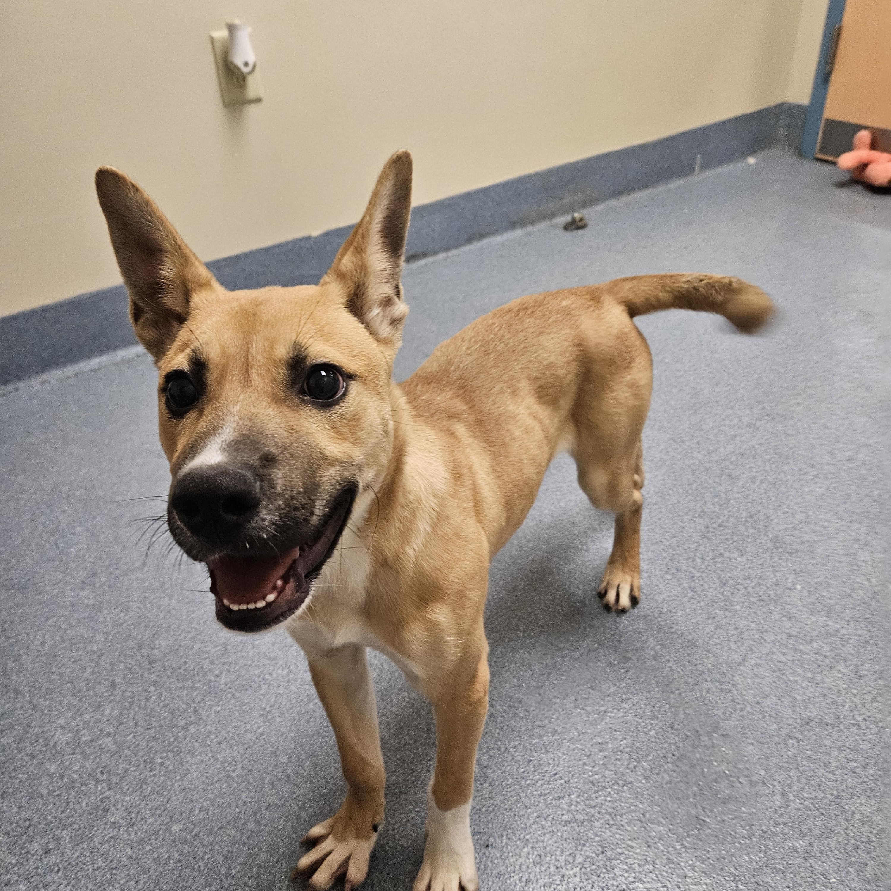 Enlarge Vance, a ADOPTABLE mixed breed in Suffolk, VA image 5/5