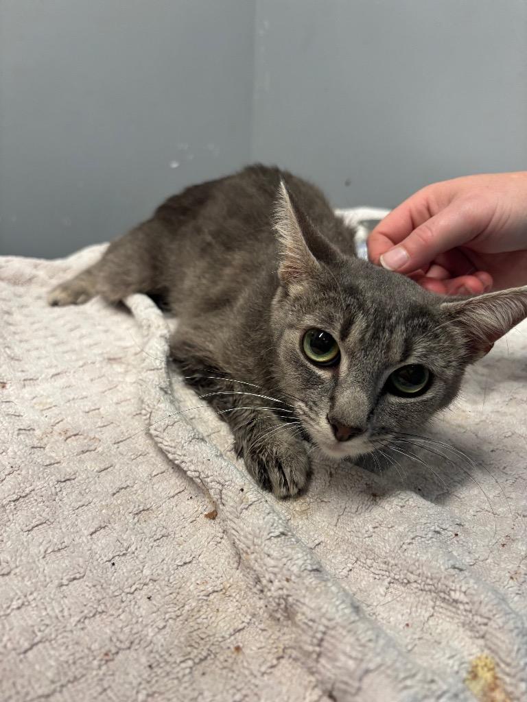 Parkay, Adoptable, Young Female Domestic Short Hair.