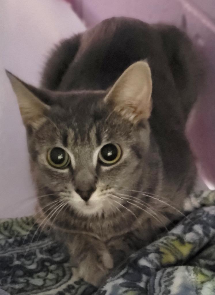 Enlarge Parkay, a Adoptable mixed breed in Bloomington, IN image 2/2