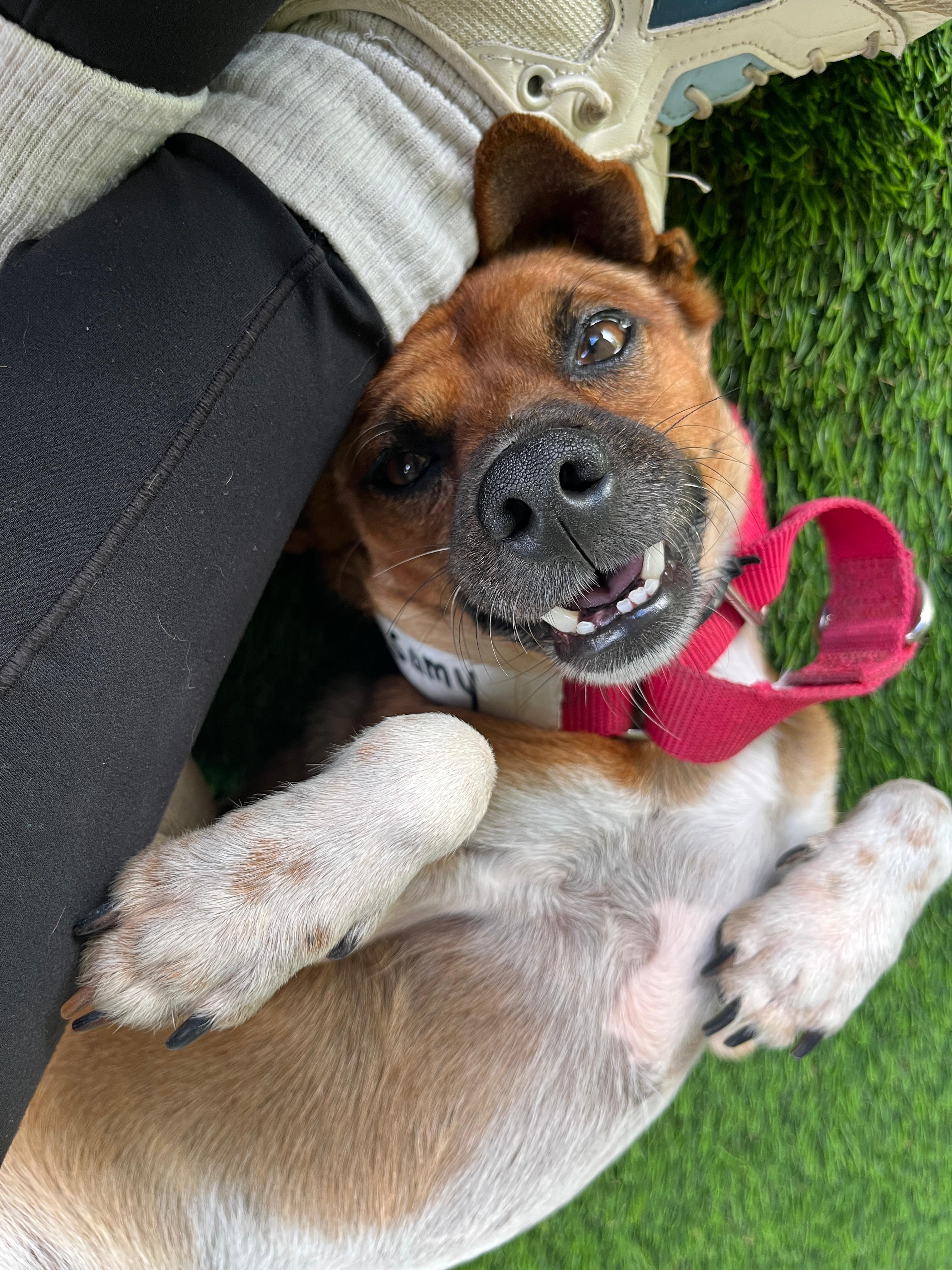 Enlarge Samy, a Adoptable mixed breed in Philadelphia, PA image 4/6