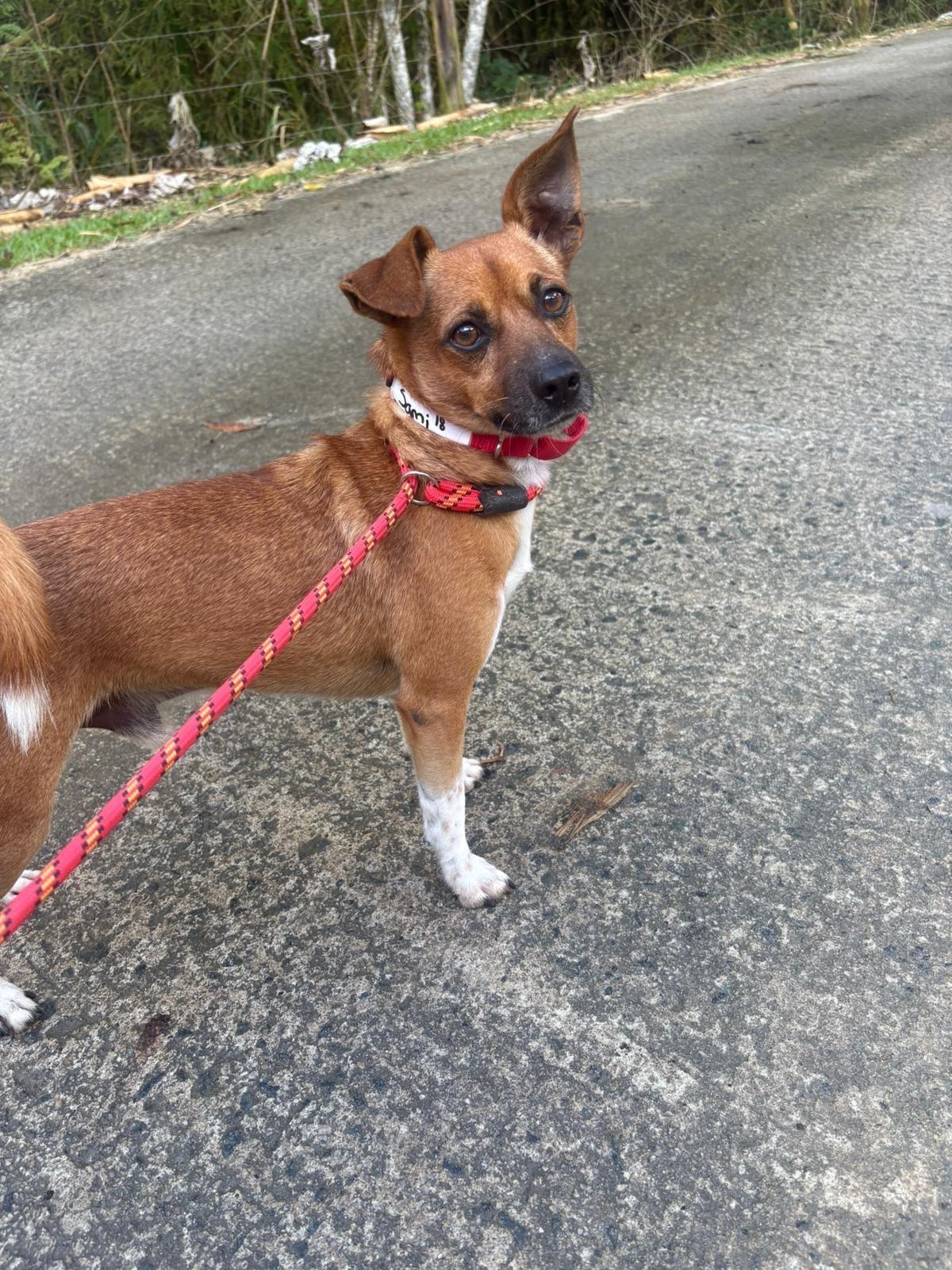 Enlarge Samy, a Adoptable mixed breed in Philadelphia, PA image 5/6