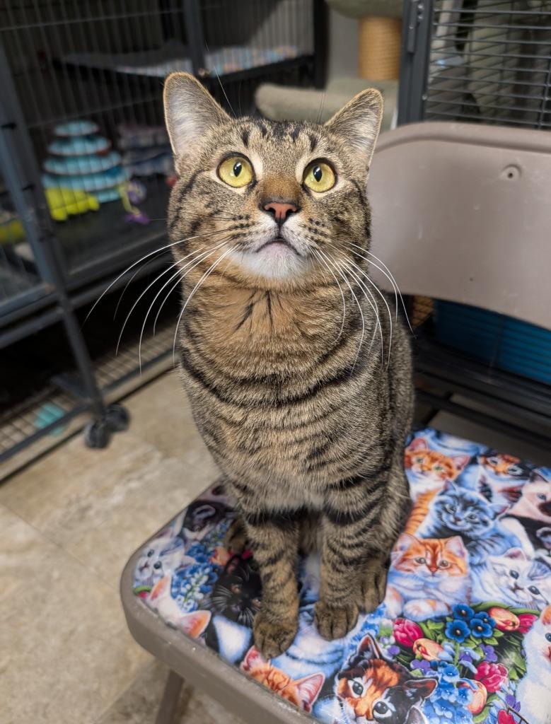 Enlarge Flirt / Bubs, a Adoptable mixed breed in Shelton, WA image 1/4