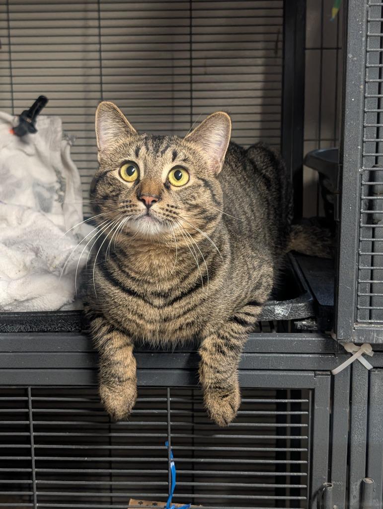 Enlarge Flirt / Bubs, a Adoptable mixed breed in Shelton, WA image 2/4