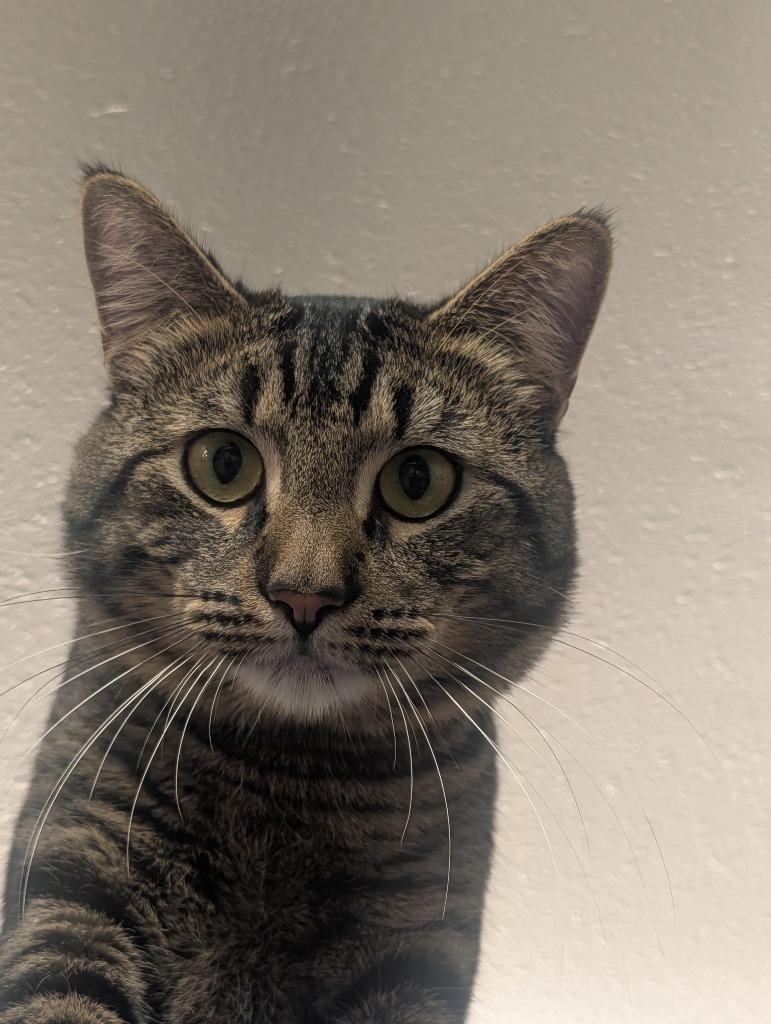 Enlarge Flirt / Bubs, a Adoptable mixed breed in Shelton, WA image 3/4
