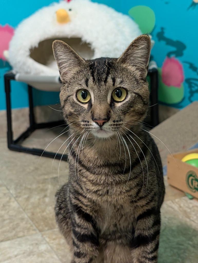 Enlarge Flirt / Bubs, a Adoptable mixed breed in Shelton, WA image 4/4