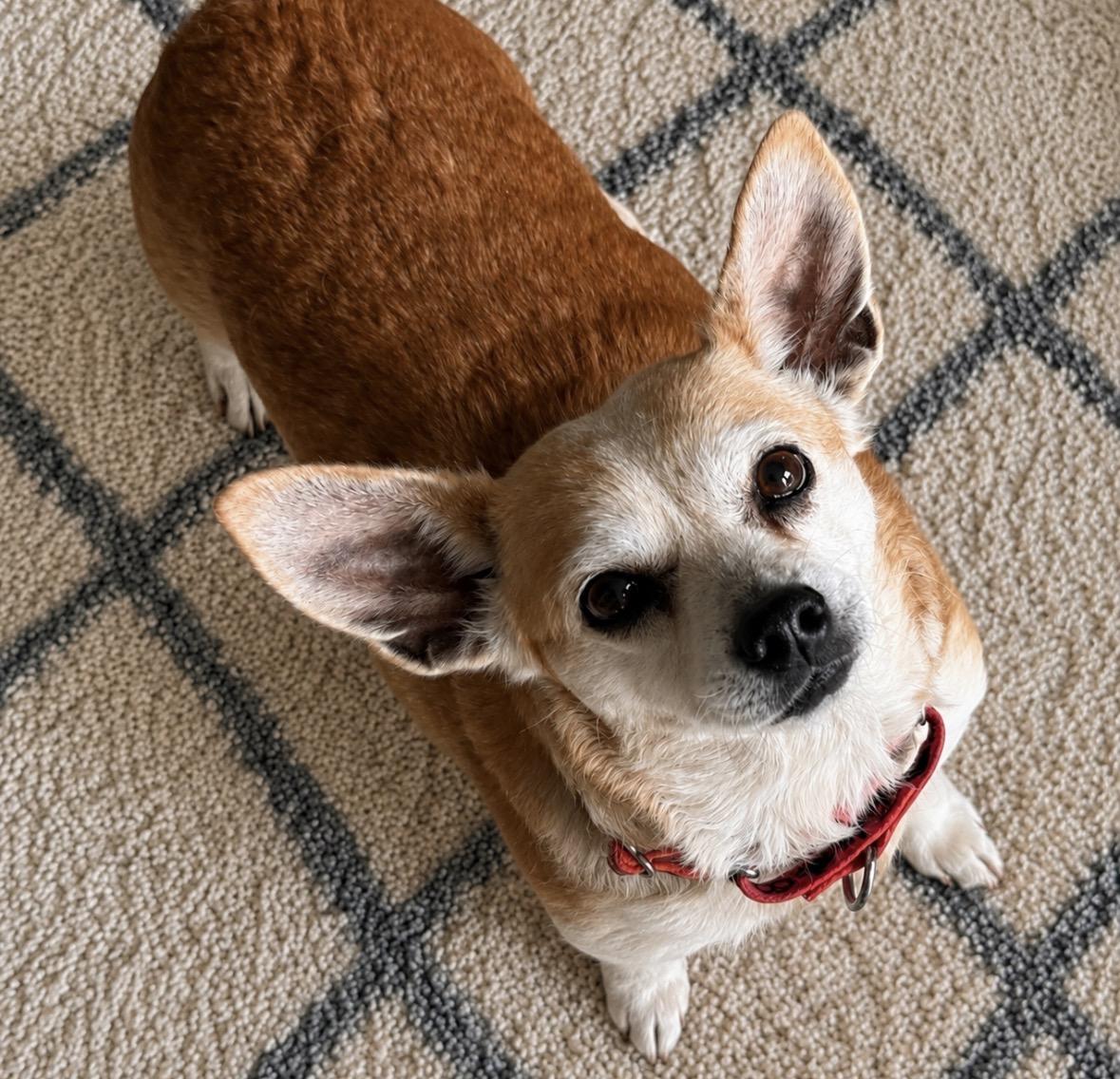 Millie, an adopted mixed breed in Ooltewah, TN image 1/6