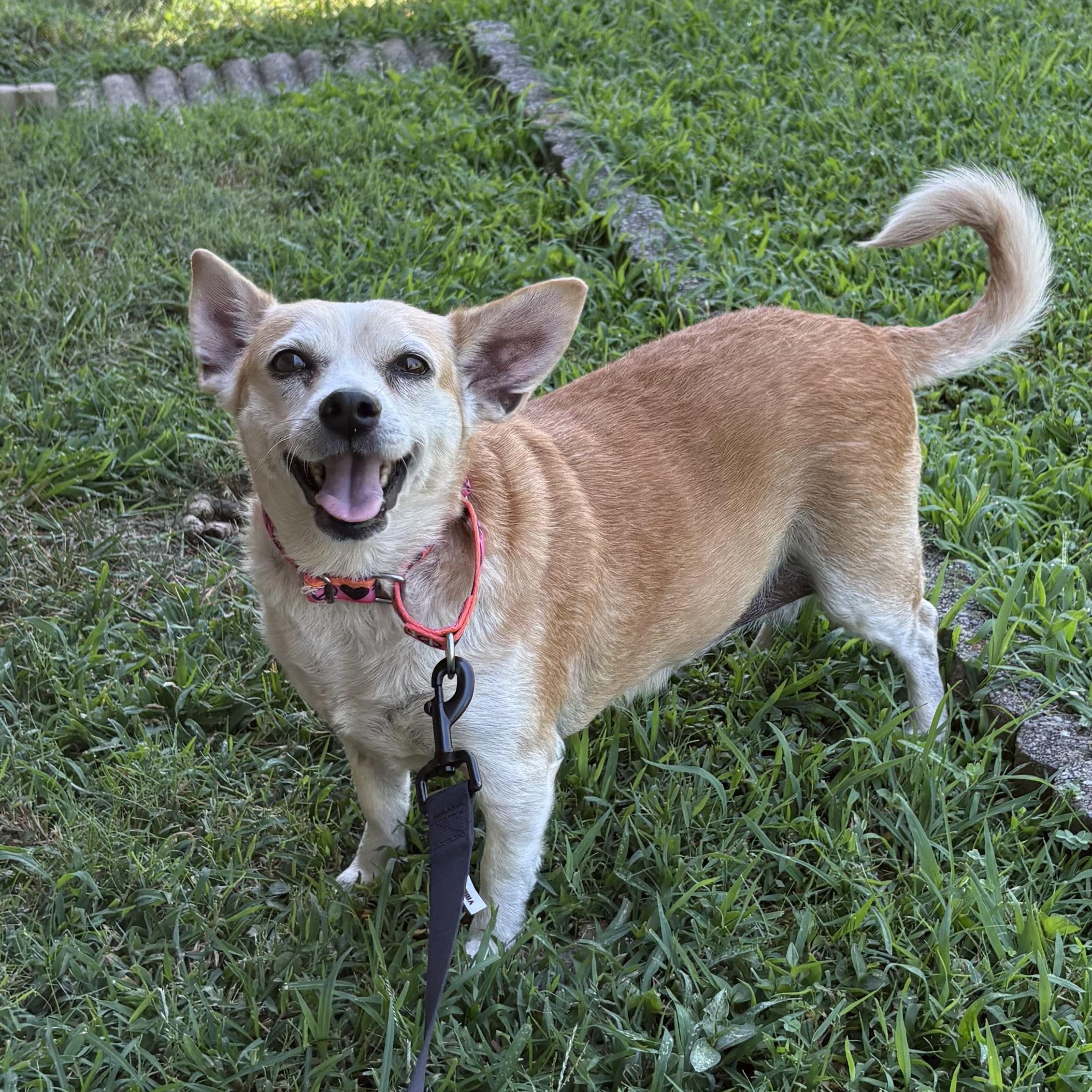Millie, an adopted mixed breed in Ooltewah, TN image 3/6