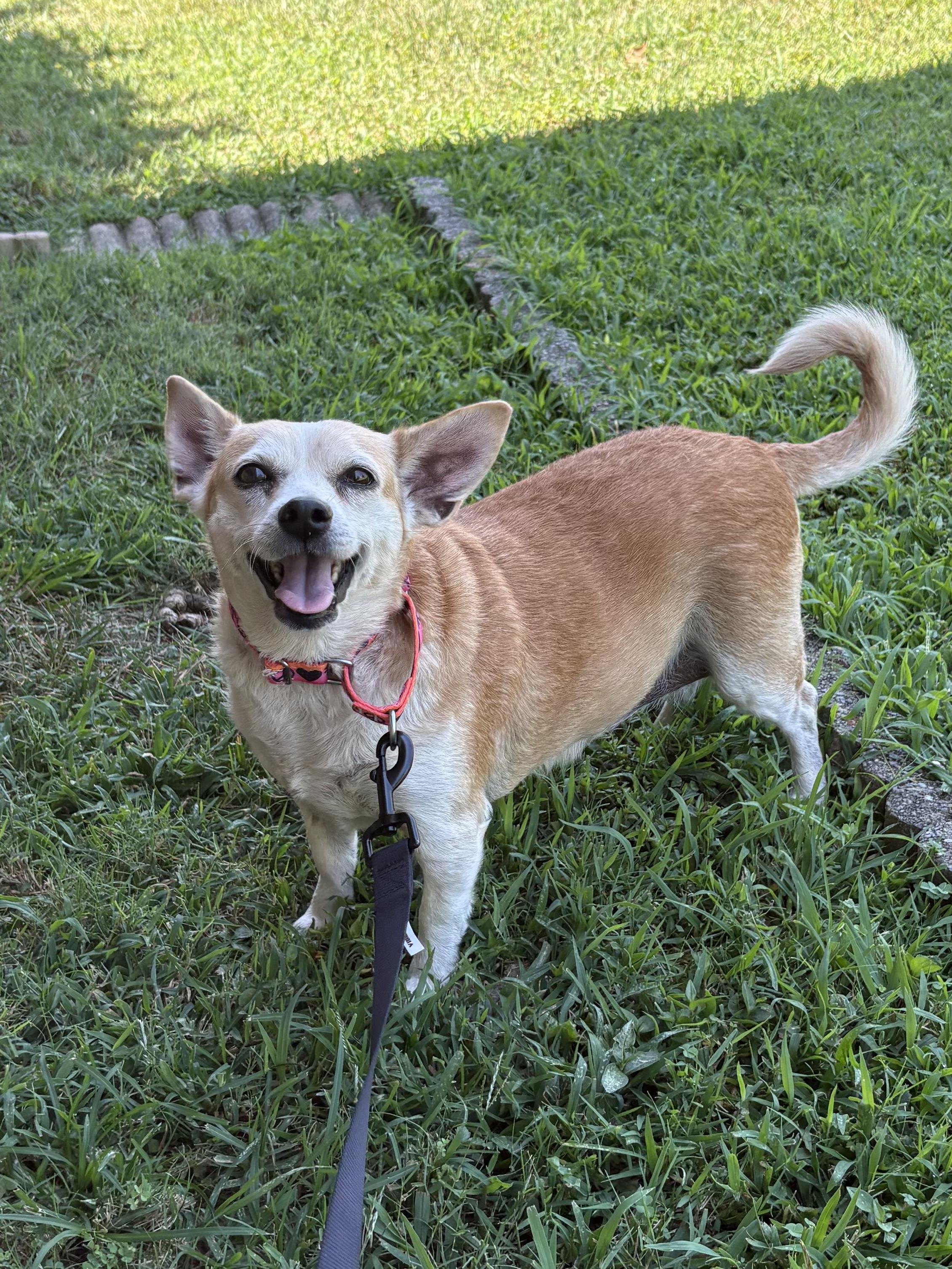 Millie, a ADOPTABLE mixed breed in Ooltewah, TN image 2/6