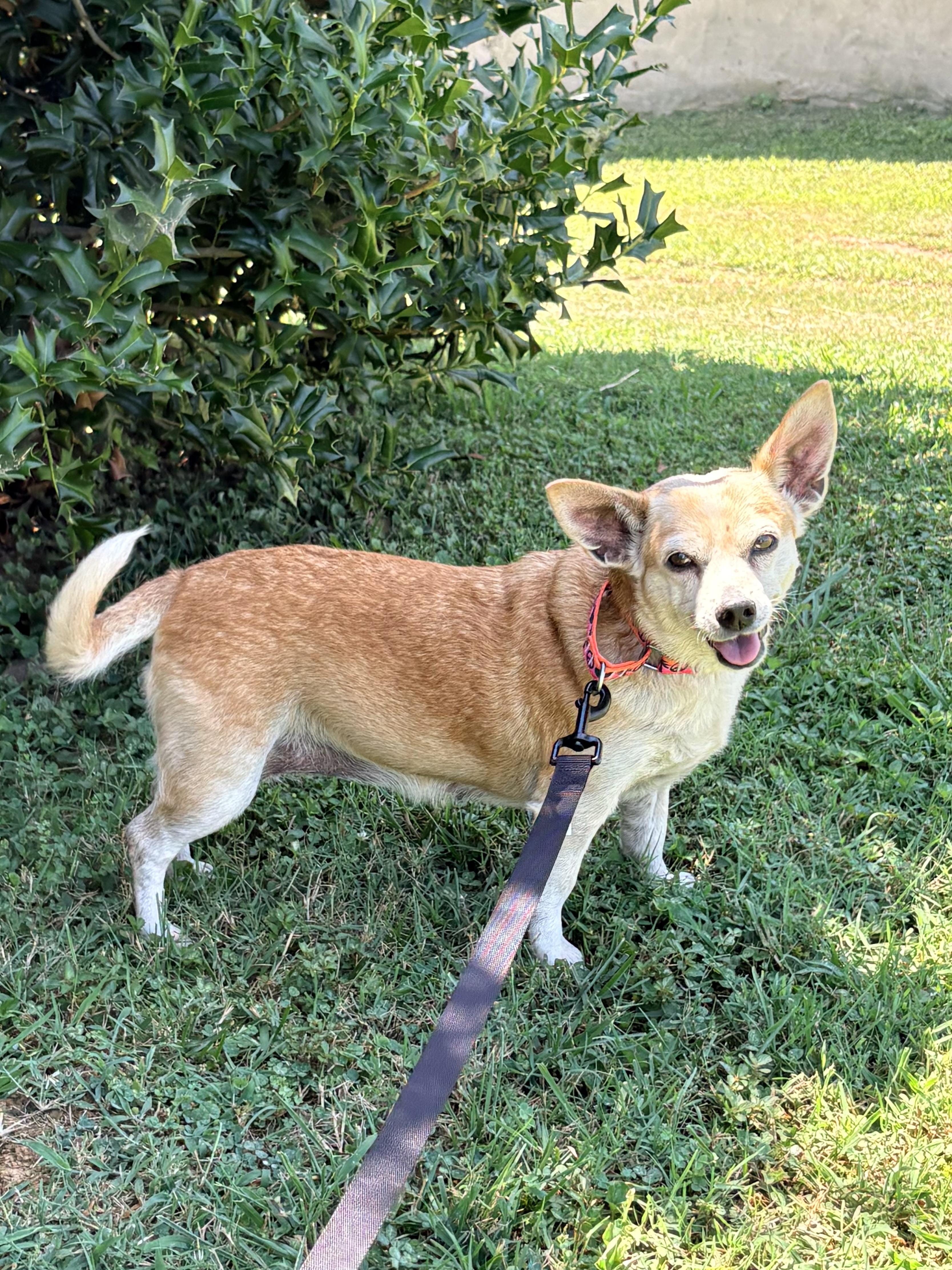 Millie, a ADOPTABLE mixed breed in Ooltewah, TN image 4/6