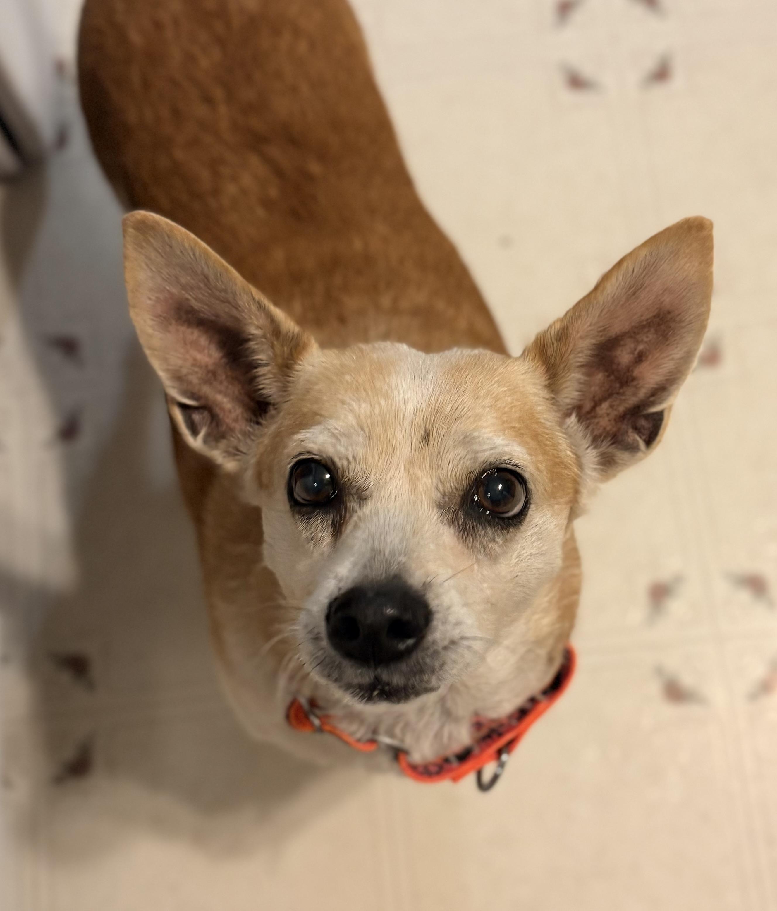 Millie, a ADOPTABLE mixed breed in Ooltewah, TN image 1/6