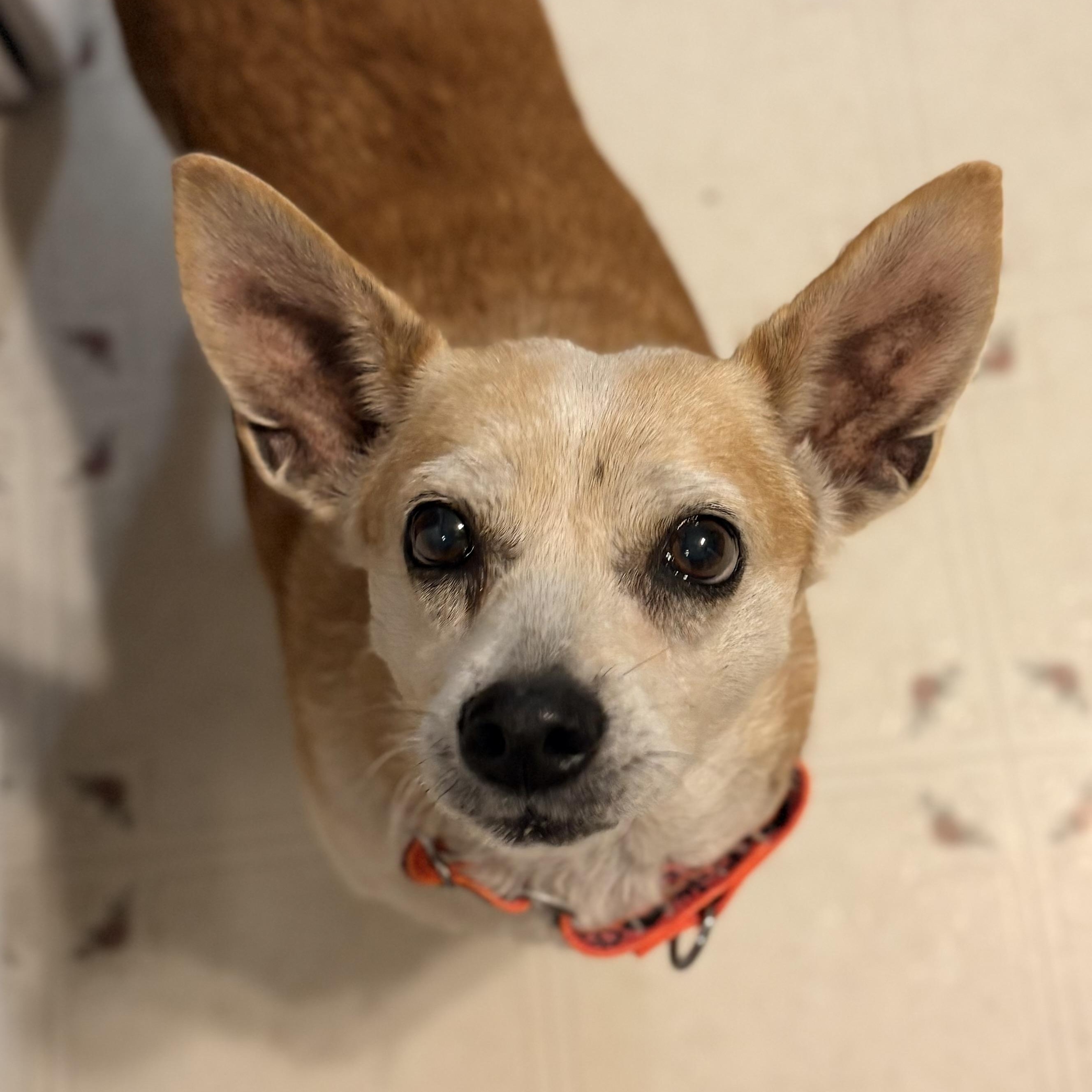 Millie, an adopted mixed breed in Ooltewah, TN image 2/6