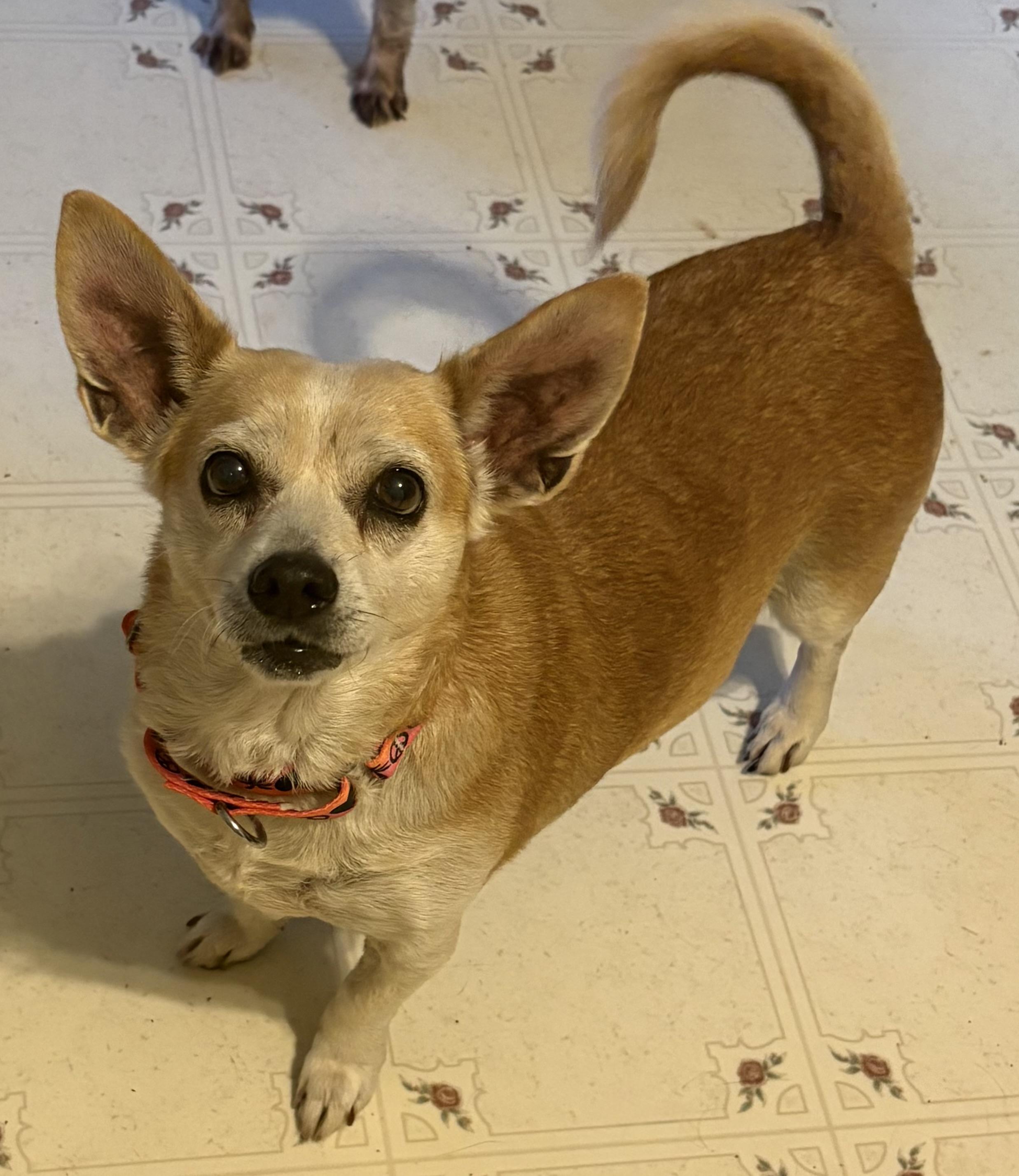 Millie, a ADOPTABLE mixed breed in Ooltewah, TN image 6/6