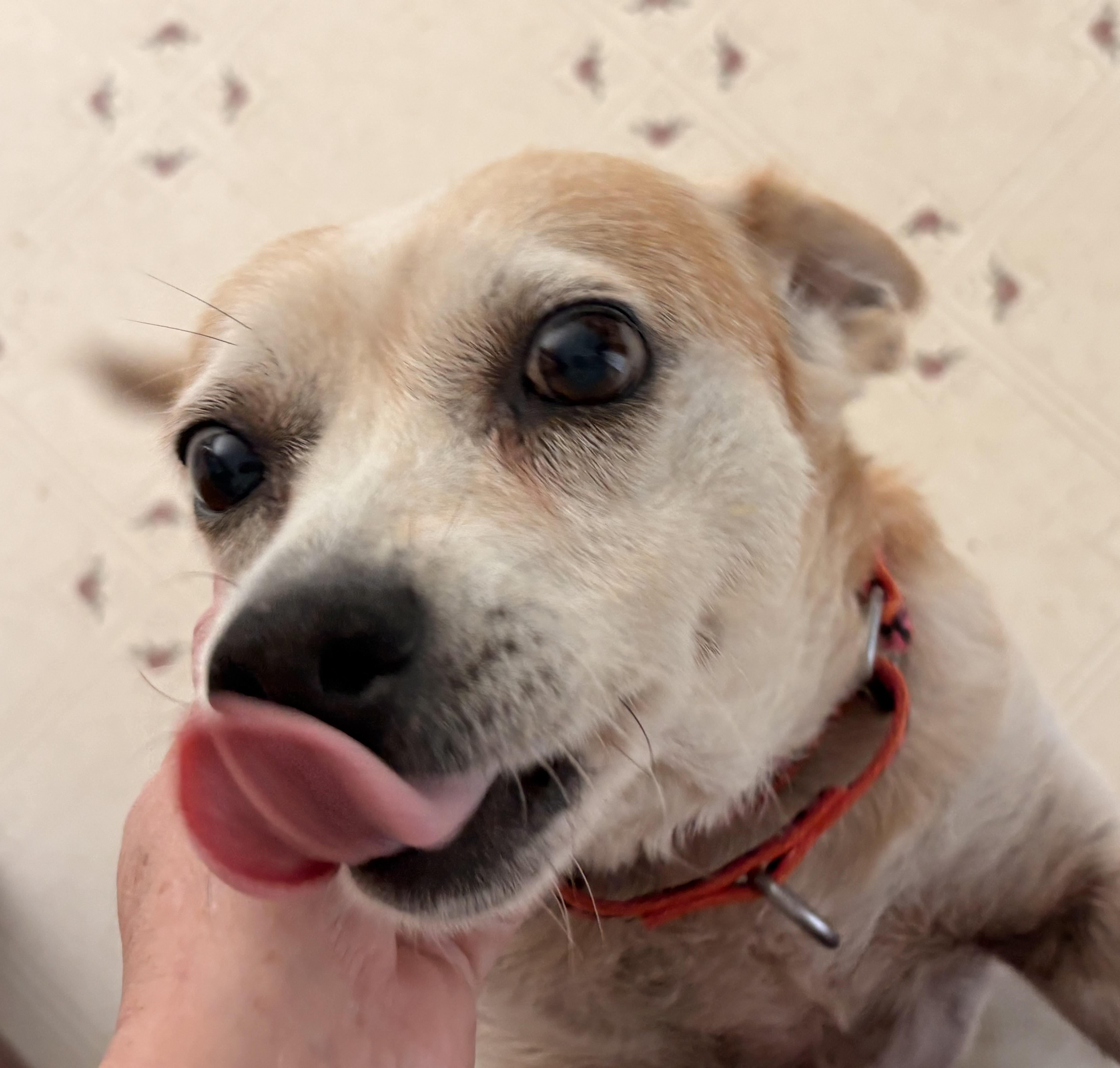 Millie, a ADOPTABLE mixed breed in Ooltewah, TN image 3/6