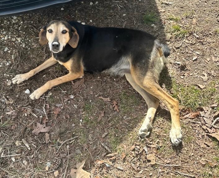 Hazel, Adoptable, Adult Female Hound.