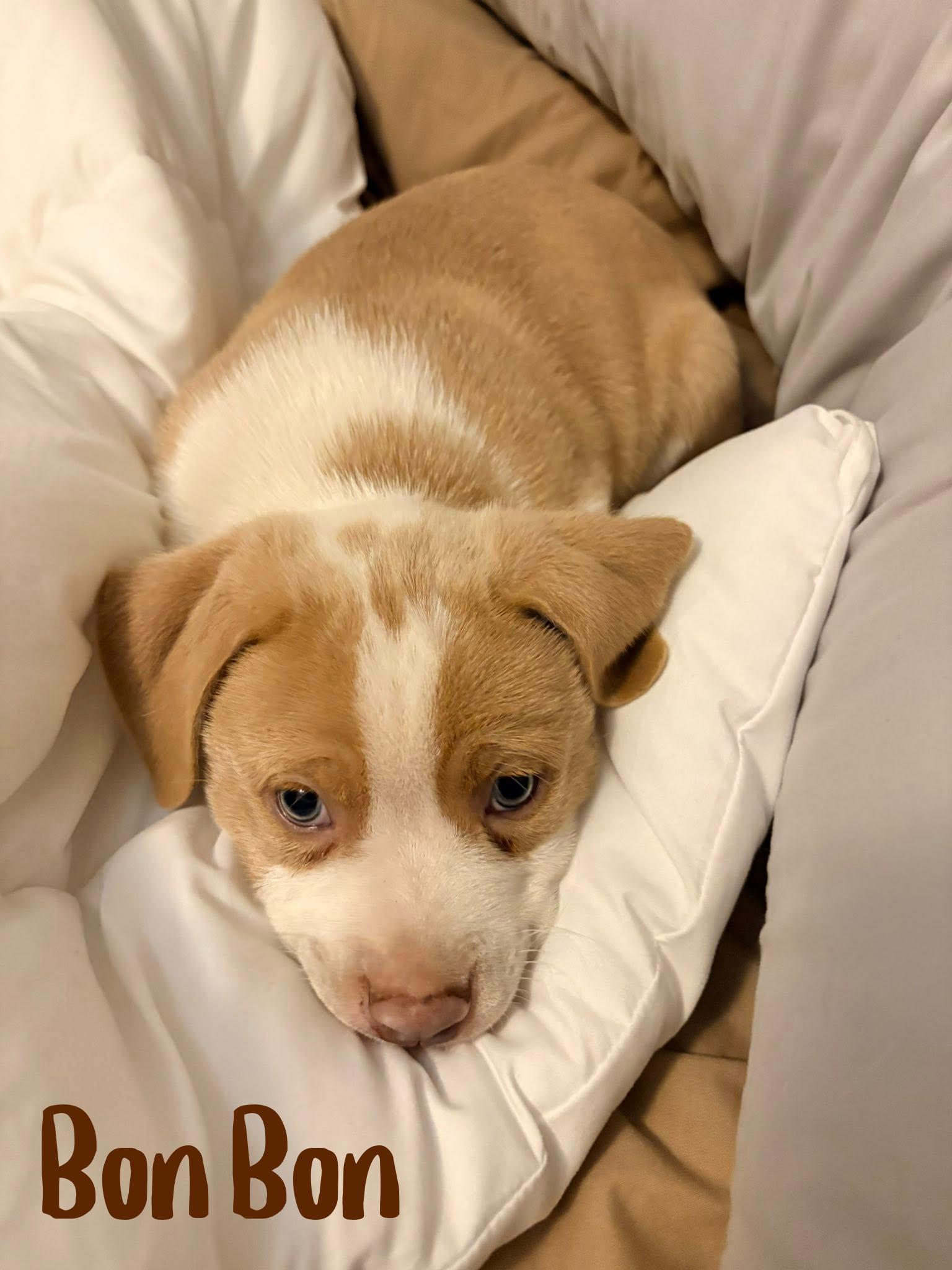 Bon Bon, an adopted mixed breed in Elburn, IL image 1/5