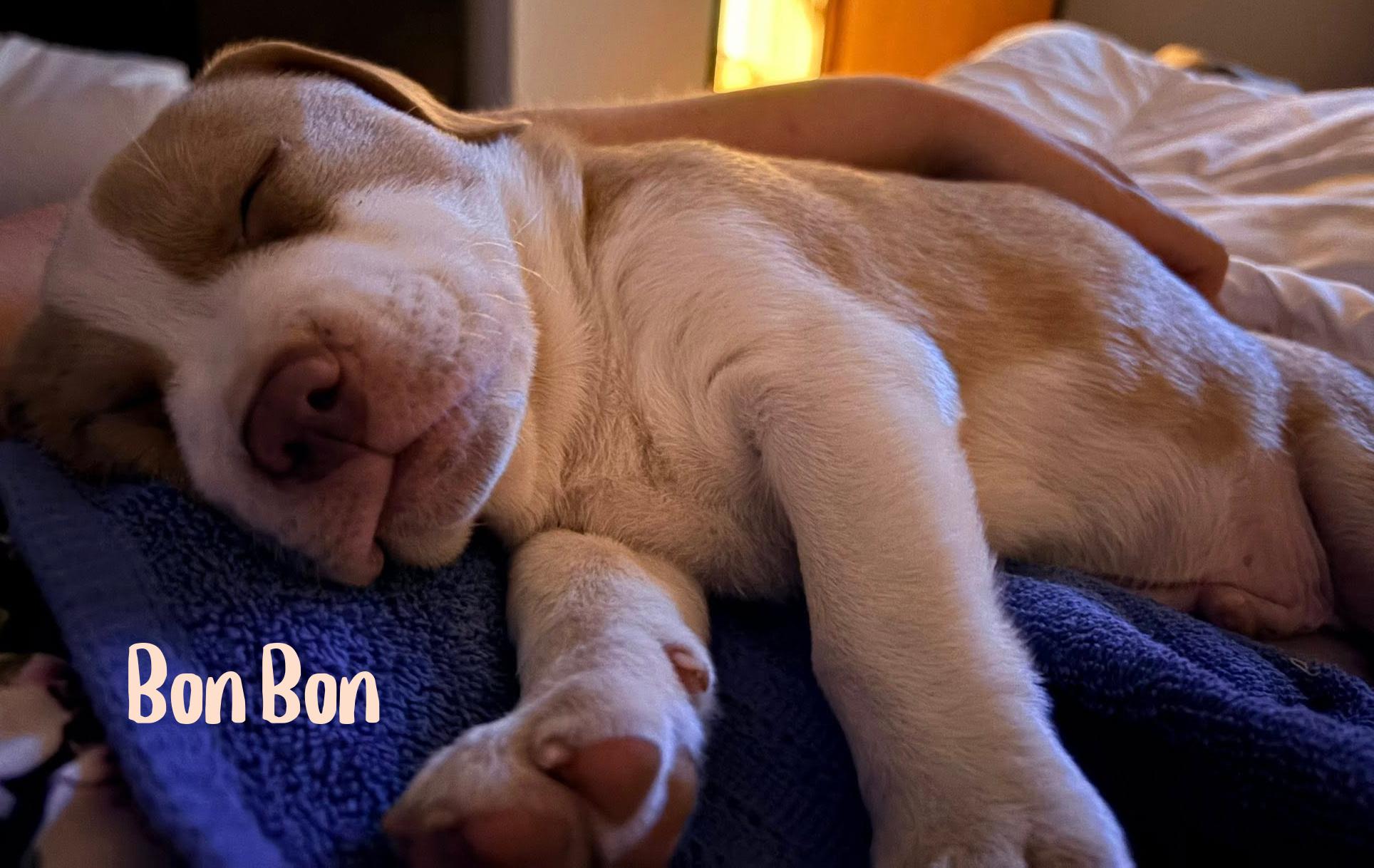 Bon Bon, an adopted mixed breed in Elburn, IL image 3/5