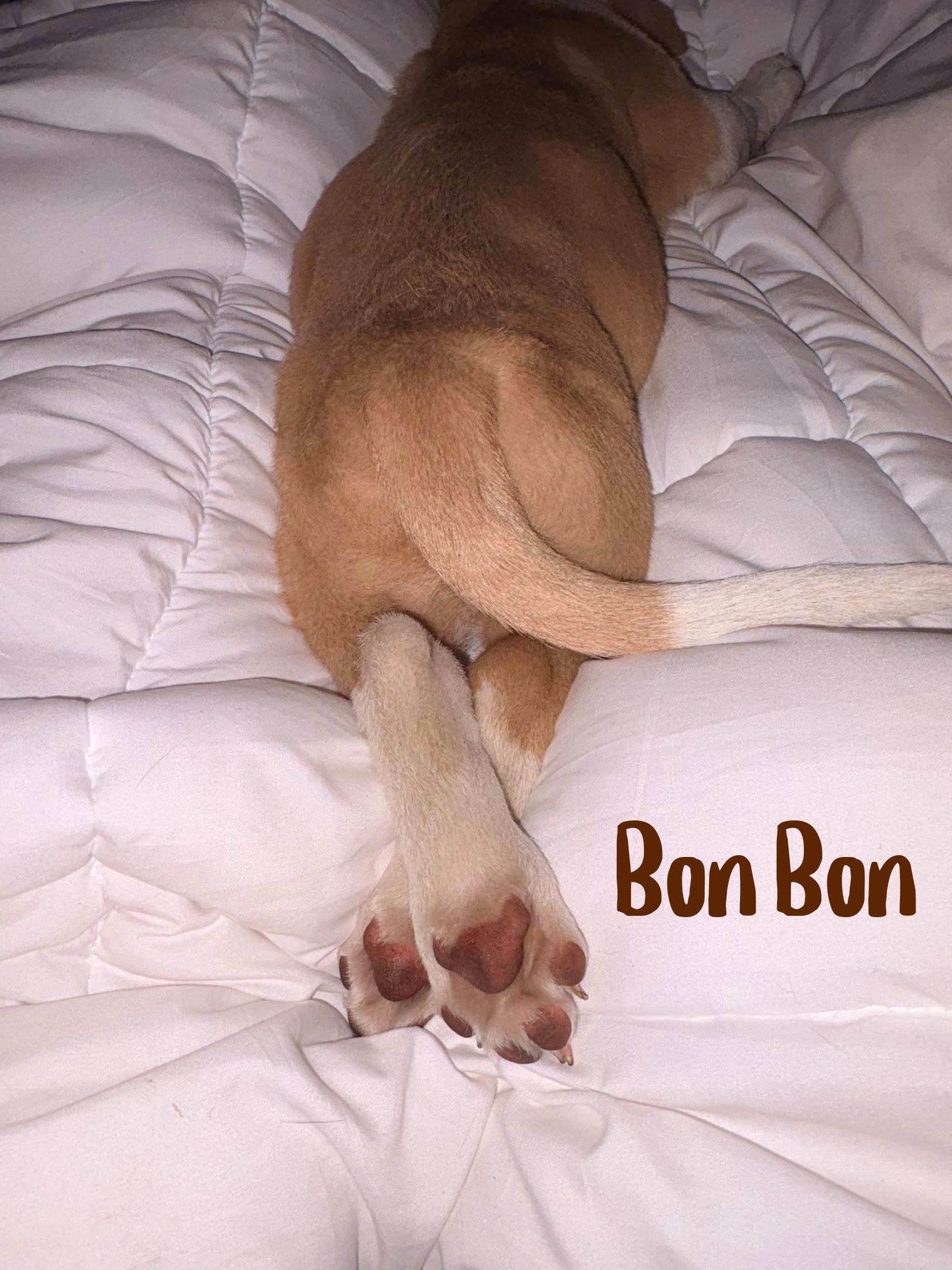 Bon Bon, an adopted mixed breed in Elburn, IL image 5/5