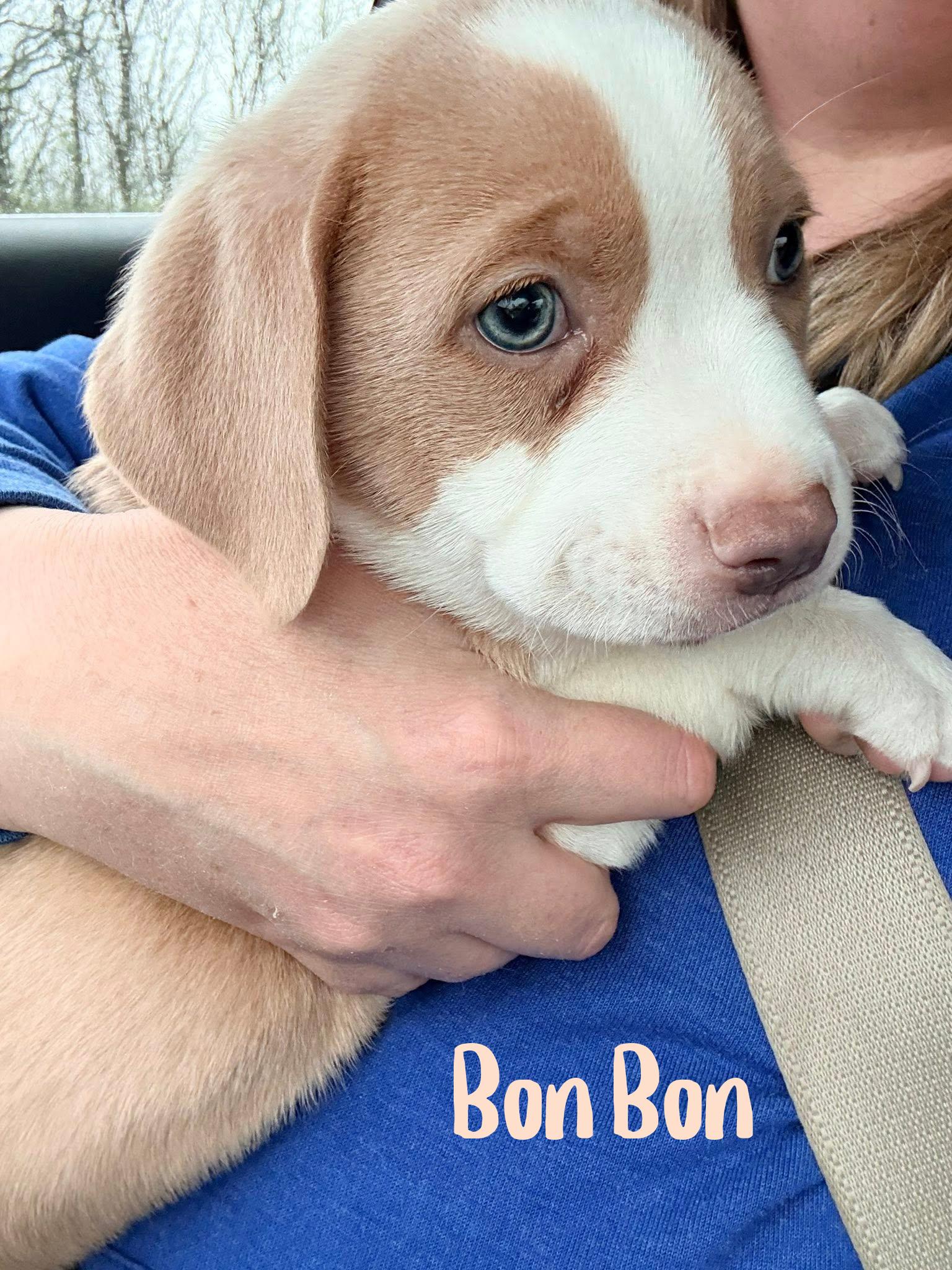 Bon Bon, an adopted mixed breed in Elburn, IL image 2/5