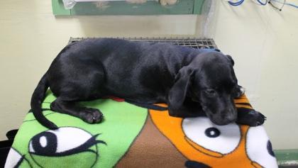 Sassy, a Adoptable mixed breed in Picayune, MS image 1/3