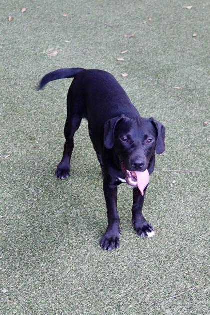 Sassy, a Adoptable mixed breed in Picayune, MS image 2/3