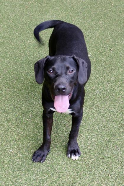 Sassy, a Adoptable mixed breed in Picayune, MS image 3/3