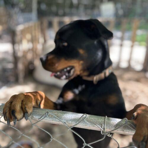China, Adoptable, Young Female Rottweiler.