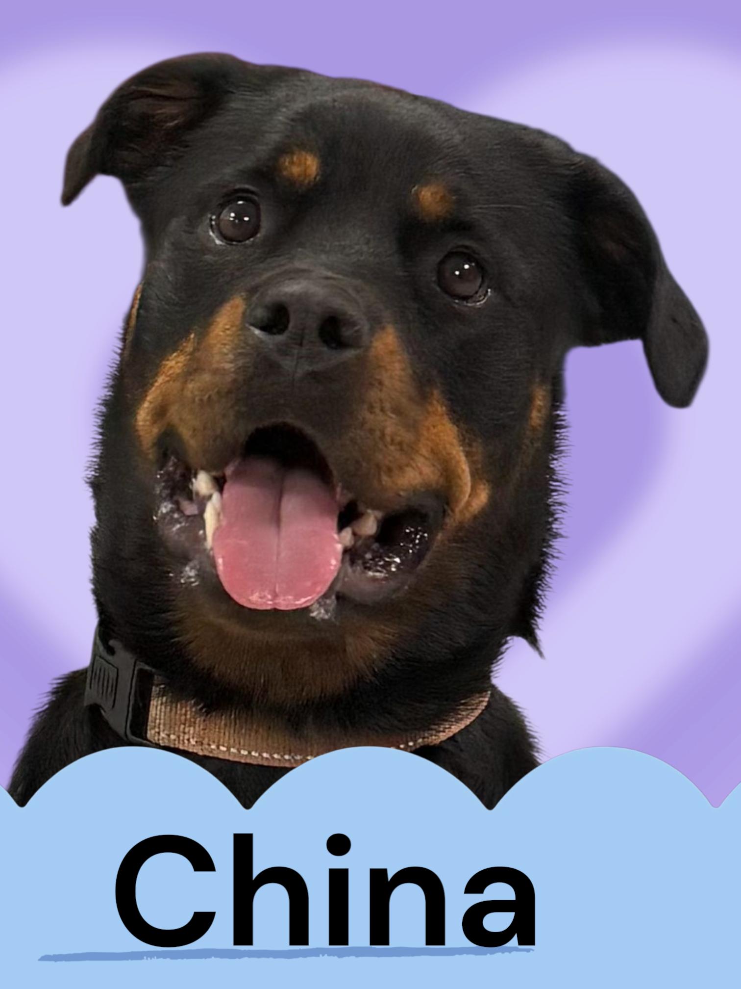 Enlarge China, a Adoptable Rottweiler in Biloxi, MS image 2/3