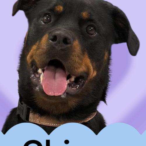 Enlarge China, a Adoptable Rottweiler in Biloxi, MS image 2/3