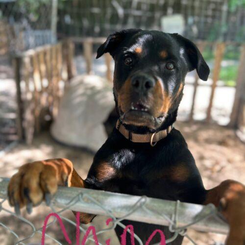 Enlarge China, a Adoptable Rottweiler in Biloxi, MS image 3/3