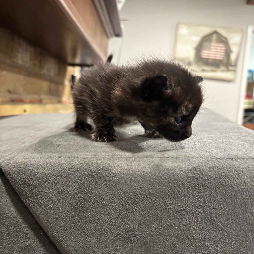 J.K. Rowling, Adoptable, Kitten Female Domestic Medium Hair.