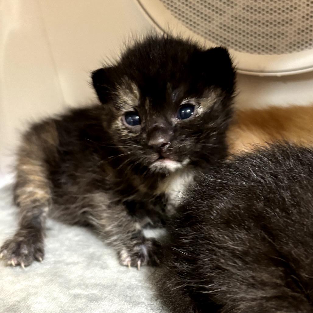 Enlarge J.K. Rowling, a Adoptable Domestic Medium Hair in Katy, TX image 2/4
