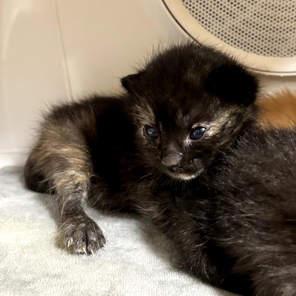 Enlarge J.K. Rowling, a Adoptable Domestic Medium Hair in Katy, TX image 3/4
