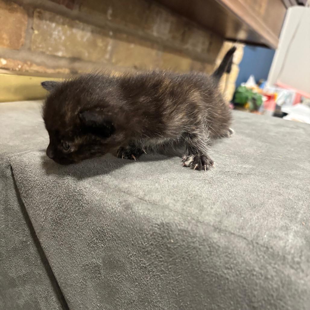 Enlarge J.K. Rowling, a Adoptable Domestic Medium Hair in Katy, TX image 4/4