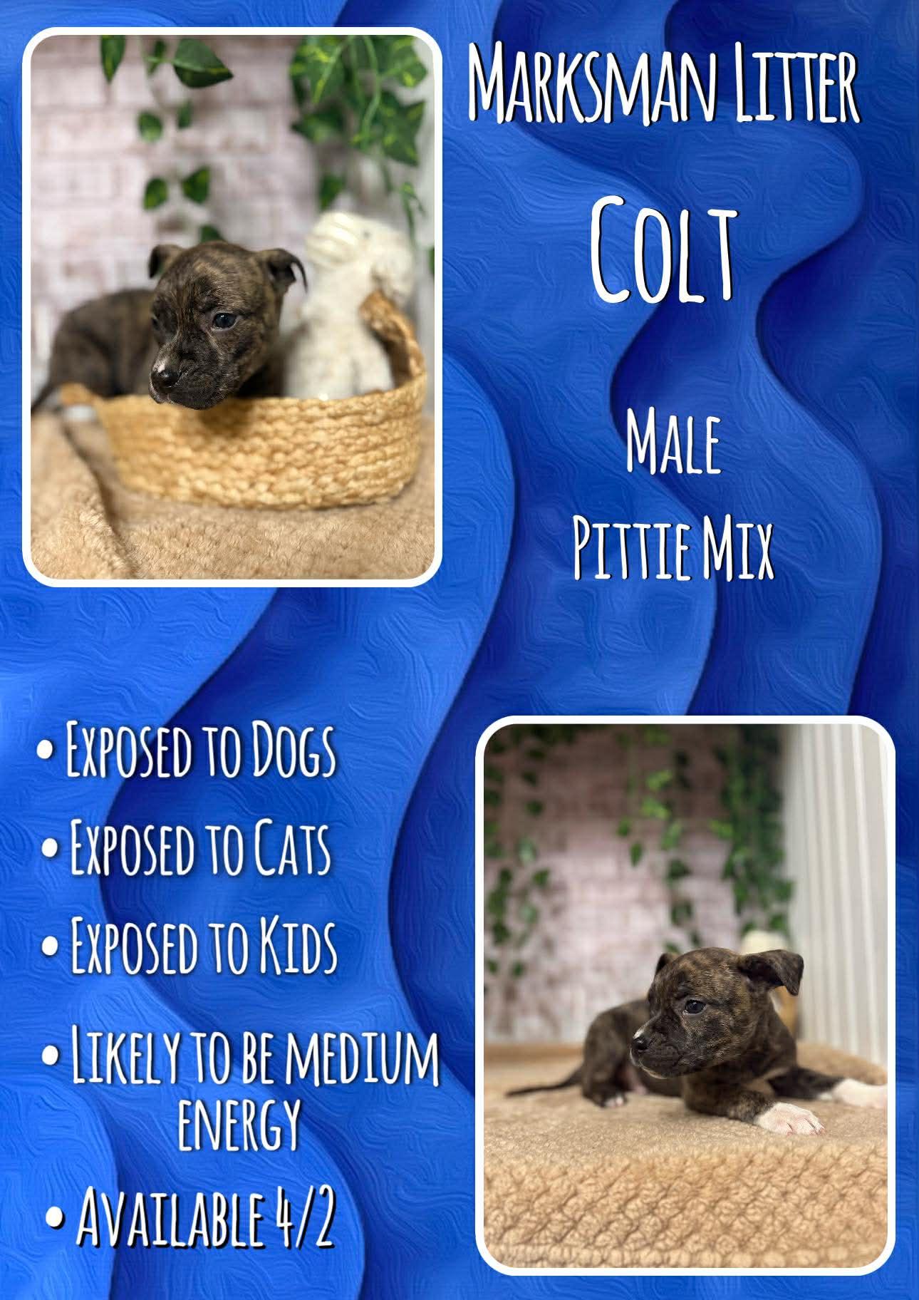 Colt - Marksman, Adoptable, Puppy Male Pit Bull Terrier.