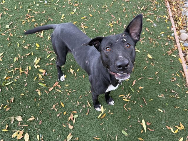 Enlarge CHARLIE, a Adoptable mixed breed in Antioch, CA image 1/1