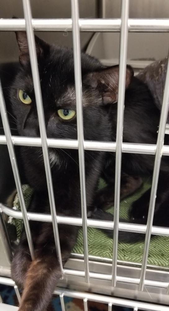 MIDNIGHT STAR (cc7249), a ADOPTABLE Domestic Short Hair in West Orange, NJ image 2/2