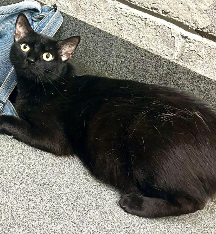 Enlarge MIDNIGHT STAR (cc7249), a Adoptable Domestic Short Hair in West Orange, NJ image 2/4