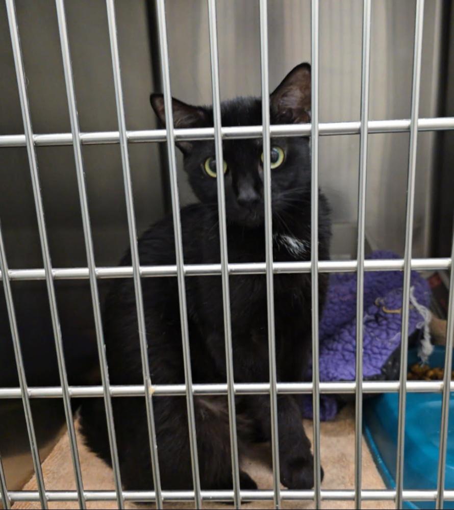 MIDNIGHT STAR (cc7249), ADOPTABLE, Adult Female Domestic Short Hair.