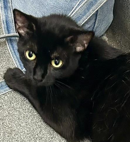 MIDNIGHT STAR (cc7249), Adoptable, Adult Female Domestic Short Hair.