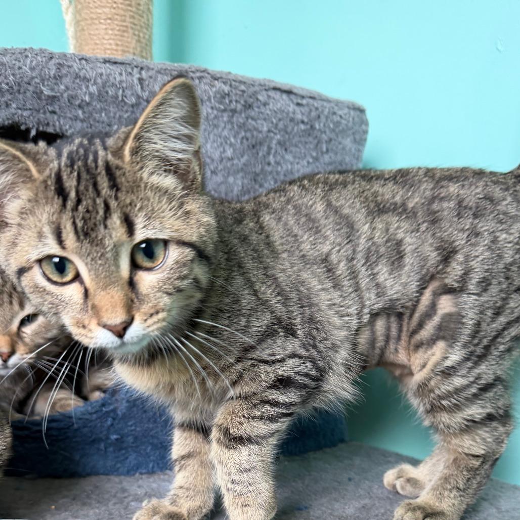 Dora, a Adoptable Domestic Short Hair in Marion, VA image 2/2