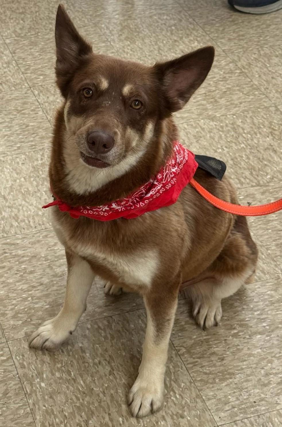 Enlarge Freya, a ADOPTABLE mixed breed in Terrell, TX image 4/5