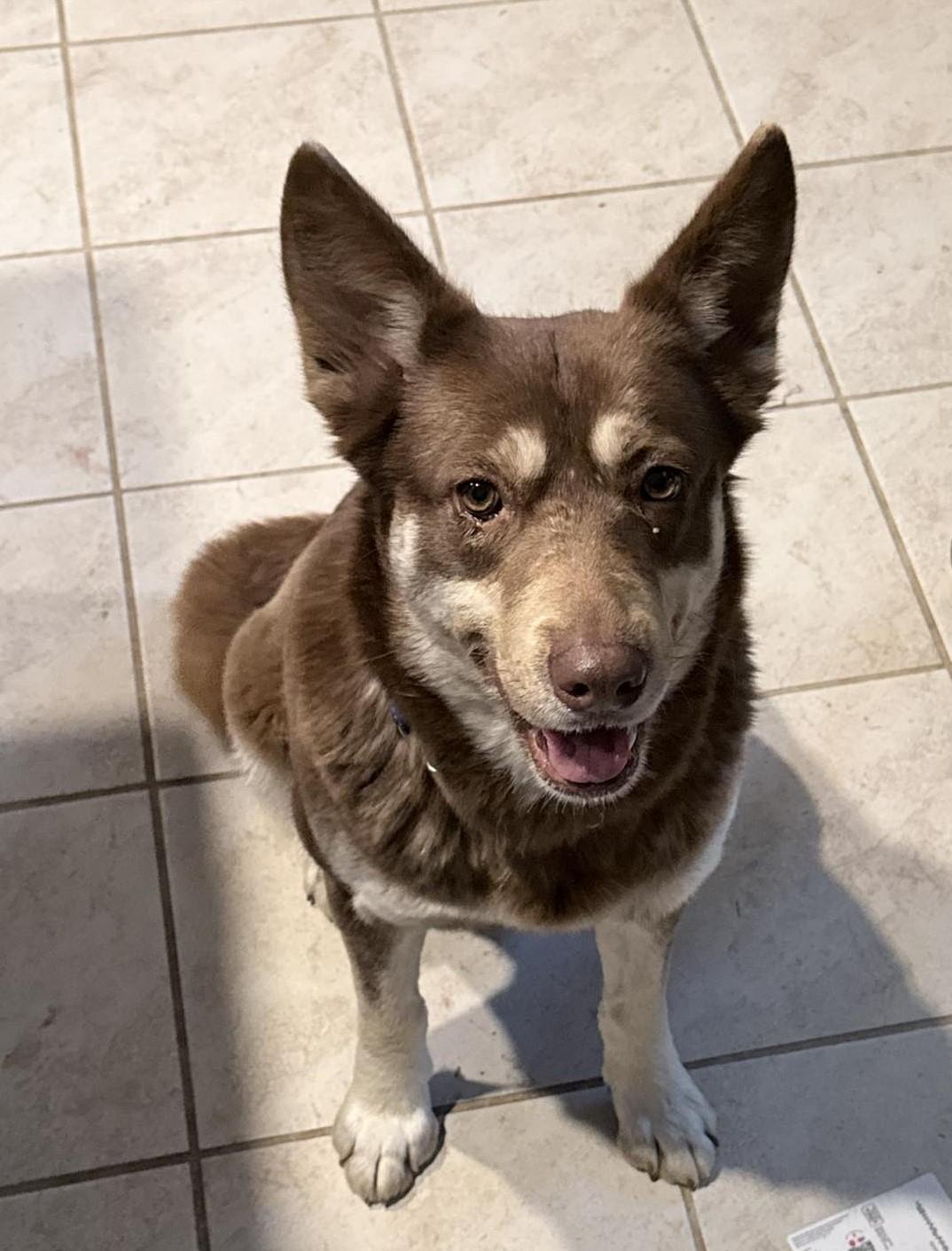 Enlarge Freya, a ADOPTABLE mixed breed in Terrell, TX image 3/4