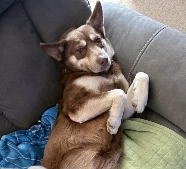 Enlarge Freya, a ADOPTABLE mixed breed in Terrell, TX image 4/4